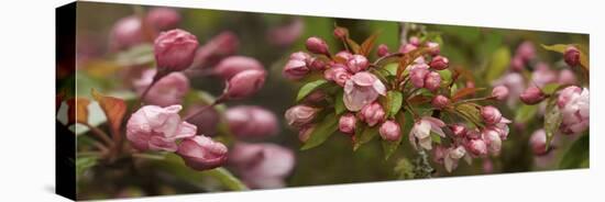 Close-Up of Cherry Blossom Buds-null-Premier Image Canvas