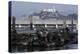 Californian Sealions (Zalophus Californianus) with Alcatraz in Background-Suzi Eszterhas-Premier Image Canvas