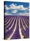 France, Provence, Lavender Field on the Valensole Plateau-Terry Eggers-Premier Image Canvas