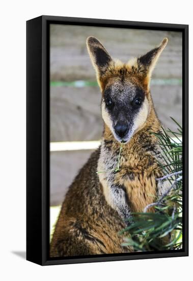 Kangaroo Eating and Looking at the Camera, Queensland, Australia Pacific-Noelia Ramon-Framed Premier Image Canvas