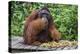 Male Bornean Orangutan (Pongo Pygmaeus) with Full Cheek Pads, Malaysia-Michael Nolan-Premier Image Canvas