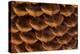 Pine Cone I-Kathy Mahan-Premier Image Canvas