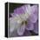 Lavender Dahlia IV-Rita Crane-Framed Premier Image Canvas