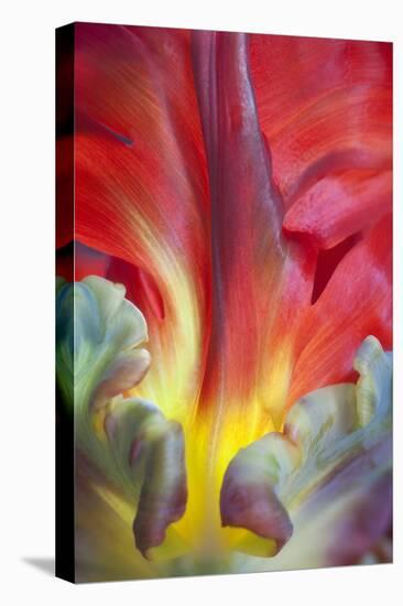 Parrot Tulip II-Kathy Mahan-Premier Image Canvas