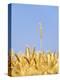 Wheat Field, Triticum Aestivum, Ears, Sky, Blue-Herbert Kehrer-Premier Image Canvas