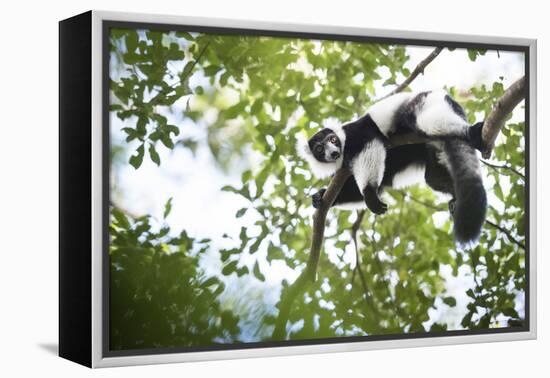 Black and White Ruffed Lemur (Varecia Variegata), Endemic to Madagascar, Seen on Lemur Island-Matthew Williams-Ellis-Framed Premier Image Canvas