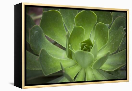 Africa, Morocco, Marrakesh. Close-Up of a Cactus in a Botanical Garden-Alida Latham-Framed Premier Image Canvas