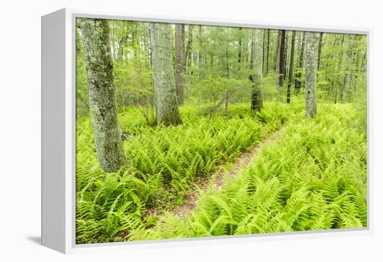 A Trail Creates a Path Through Ferns in the Forest at the Striar Conservancy, Massachusetts-Jerry and Marcy Monkman-Framed Premier Image Canvas