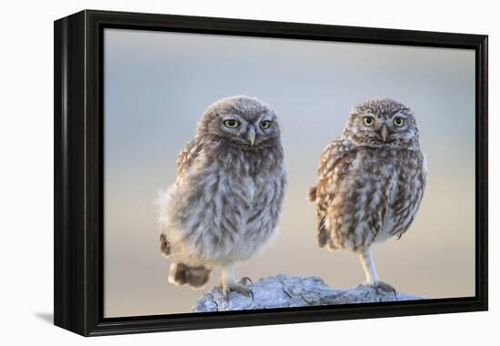 Little Owl (Athene Noctua), Adult And Juvenile Perched On Stones. Lleida Province. Catalonia. Spain-Oscar Dominguez-Framed Premier Image Canvas