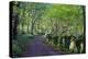 A quiet tree lined lane in the Duddon Valley, Lake District National Park, Cumbria, England, United-Peter Watson-Premier Image Canvas