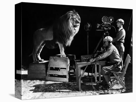 Recording of the lion roar for the introduction of MGM films, c. 1920- 1930-null-Stretched Canvas