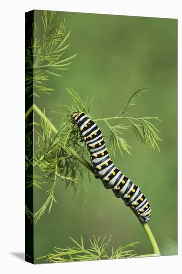 Black Swallowtail caterpillar eating on fennel, Hill Country, Texas, USA-Rolf Nussbaumer-Premier Image Canvas