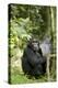 Africa, Uganda, Kibale National Park. Watchful young adult male chimpanzee named Peterson.-Kristin Mosher-Premier Image Canvas