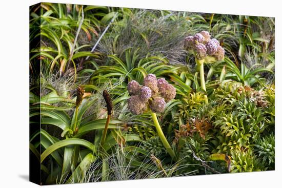 New Zealand, Auckland Islands, Enderby Island. Tropivcal vegetation.-Cindy Miller Hopkins-Premier Image Canvas