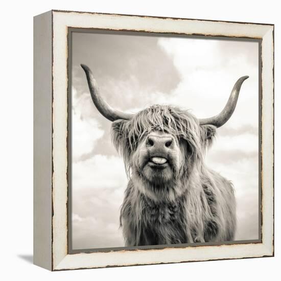 Close up portrait of Scottish Highland cattle on a farm-Mark Gemmell-Framed Premier Image Canvas