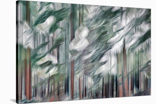 Snow on Cedars-Ursula Abresch-Premier Image Canvas