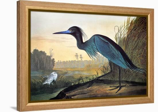 Blue Crane or Heron-John James Audubon-Framed Premier Image Canvas