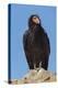 Wild California condor near San Pedro Martir National Park, Northern Baja California, Mexico-Jeff Foott-Premier Image Canvas