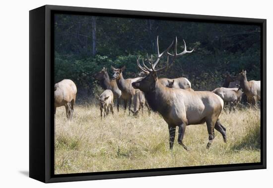 Roosevelt Bull Elk With Herd-Panoramic Images-Framed Premier Image Canvas