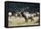 Roosevelt Bull Elk With Herd-Panoramic Images-Framed Premier Image Canvas