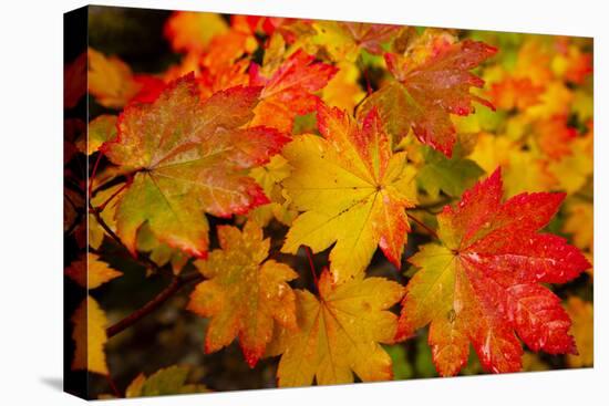 Close-up of wet autumn leaves, Portland, Oregon, USA-Panoramic Images-Premier Image Canvas
