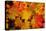 Close-up of wet autumn leaves, Portland, Oregon, USA-Panoramic Images-Premier Image Canvas