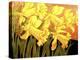 Big Daffodils-John Newcomb-Premier Image Canvas