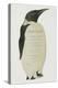 Menu in the Shape on an Emperor Penguin, for the Midwinter's Day Dinner, Cape Evans, 22nd June 1912-Edward W. Nelson-Premier Image Canvas