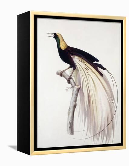 Greater Bird of Paradise, Male-Jacques Barraband-Framed Premier Image Canvas