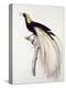 Greater Bird of Paradise, Male-Jacques Barraband-Premier Image Canvas