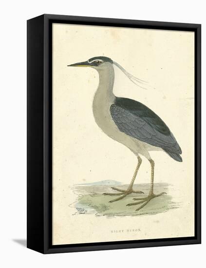 Vintage Night Heron-Morris-Framed Stretched Canvas