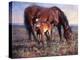 The Bay Filly-Jack Sorenson-Stretched Canvas