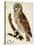 Brown Owl-Mindy Sommers-Premier Image Canvas