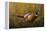 Sneaking Through the Long Grass - Ring Neck Pheasant-Wilhelm Goebel-Framed Premier Image Canvas