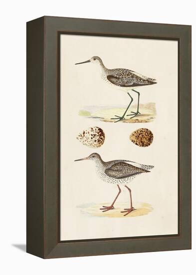 Sandpipers & Eggs II-Morris-Framed Stretched Canvas