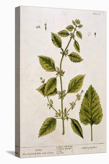 Balm, Plate 27 from A Curious Herbal, Published 1782-Elizabeth Blackwell-Premier Image Canvas