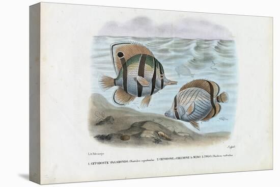 Butterflyfish, 1863-79-Raimundo Petraroja-Premier Image Canvas