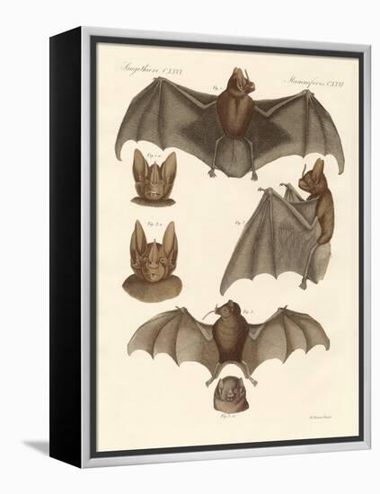 New Bats-null-Framed Premier Image Canvas