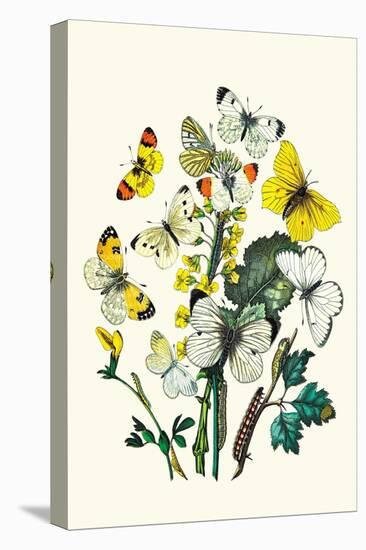 Butterflies: P. Daplidice, P. Napi-William Forsell Kirby-Stretched Canvas