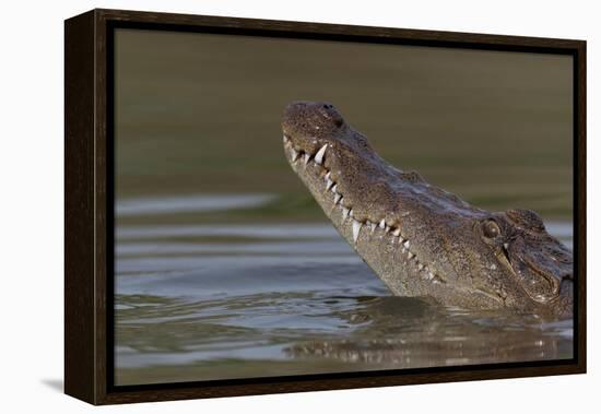 West African crocodile raising its head above water, The Gambia-Bernard Castelein-Framed Premier Image Canvas
