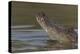 West African crocodile raising its head above water, The Gambia-Bernard Castelein-Premier Image Canvas