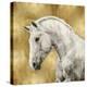 White Stallion on Gold-Martin Rose-Stretched Canvas
