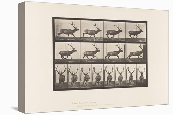 Plate 695. Elk, Galloping, 1885 (Collotype on Paper)-Eadweard Muybridge-Premier Image Canvas