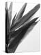 B&W Bamboo I-Renée Stramel-Premier Image Canvas