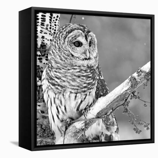 White Owl-PhotoINC Studio-Framed Premier Image Canvas