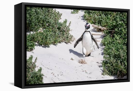 African Penguin (Spheniscus demersus) walking on sand at Boulder's Beach, Cape Town, South Africa-G&M Therin-Weise-Framed Premier Image Canvas