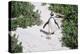 African Penguin (Spheniscus demersus) walking on sand at Boulder's Beach, Cape Town, South Africa-G&M Therin-Weise-Premier Image Canvas