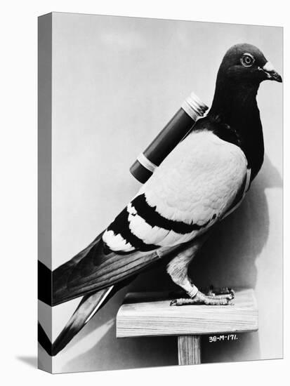 U.S. Army Carrier Pigeon-Philip Gendreau-Premier Image Canvas