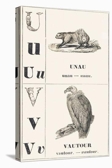 U V: Unau — Vulture, 1850 (Engraving)-Louis Simon (1810-1870) Lassalle-Premier Image Canvas