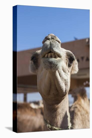 UAE, Al Ain. Jabel Hafeet, Al Ain Camel Market-Walter Bibikow-Premier Image Canvas